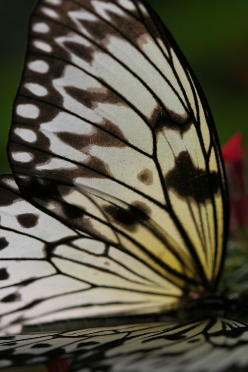 butterfly wings vladderen