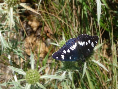 butterfly blue black