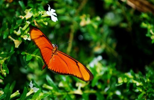 butterfly orange flower