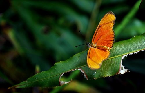 butterfly insect nature