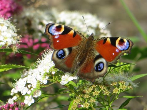 butterfly peacock butterfly spring