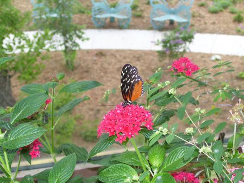 butterfly garden nature