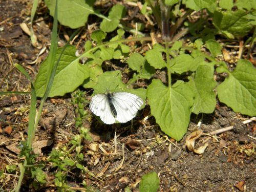 butterfly nature summer