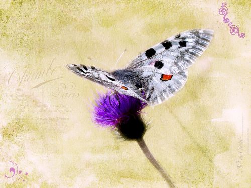 butterfly apollo flower