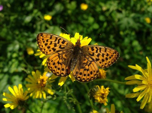 butterfly insect colorful