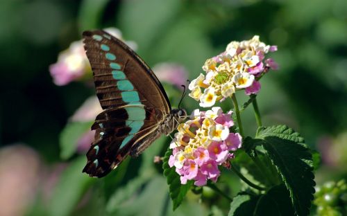 butterfly swallowtail common bluebottle