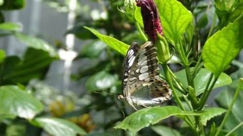 butterfly nature insect