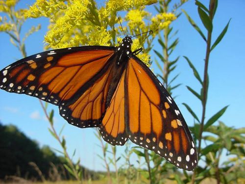 butterfly monarch macro