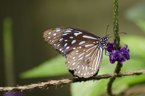 butterfly nature flower