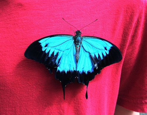 butterfly texture blue
