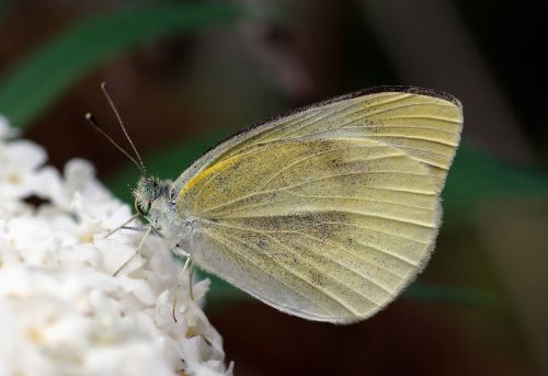 butterfly small white dixeia