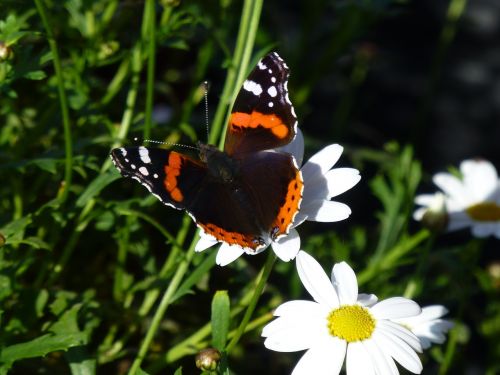 butterfly flower summer