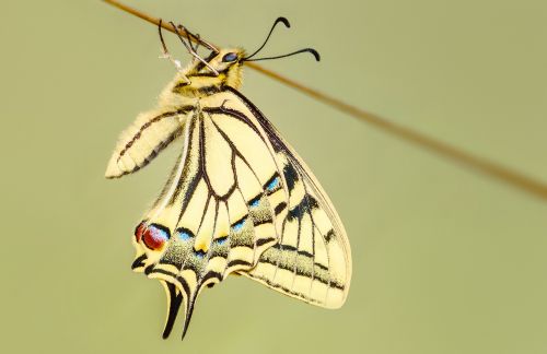 butterfly swallowtail macro