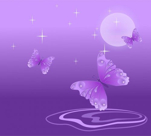 butterfly purple white
