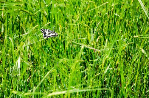 butterfly nature natural