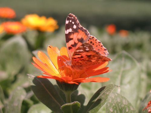 butterfly flower nature