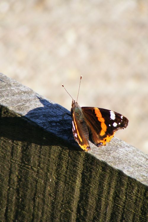 butterfly summer bug