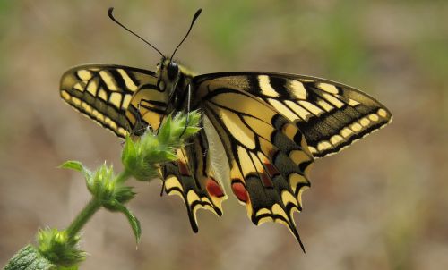 butterfly swallowtail ali