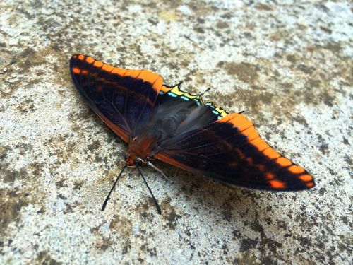 butterfly rock insect