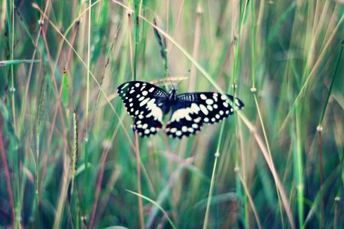 butterfly nature summer