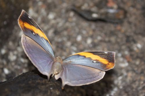 butterfly grey orange