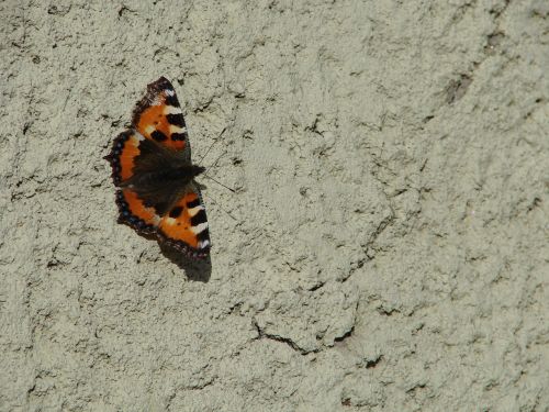 butterfly masonry the insect