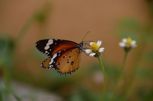 butterfly on top