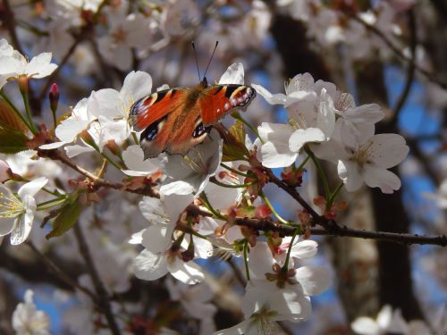 butterfly tree spring