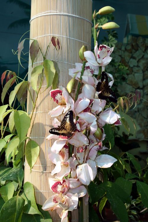 butterfly nature insect