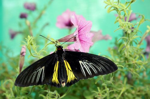 butterfly nature insect