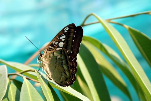 butterfly nature insect