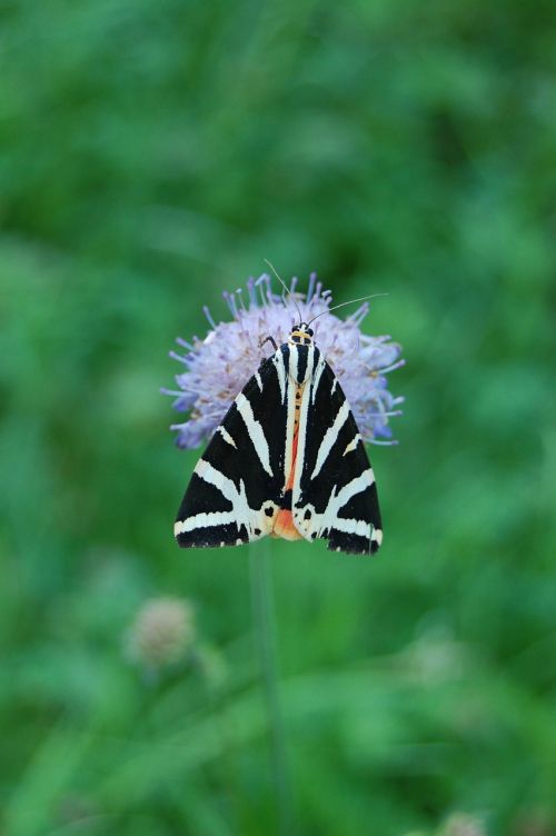 butterfly summer hot