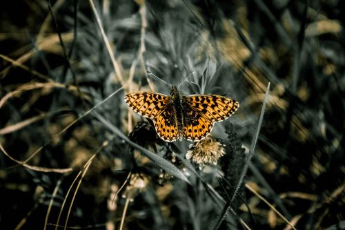 butterfly nature living nature