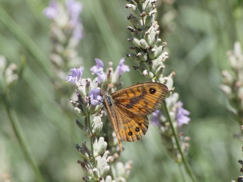 butterfly macro tiefenschärfe