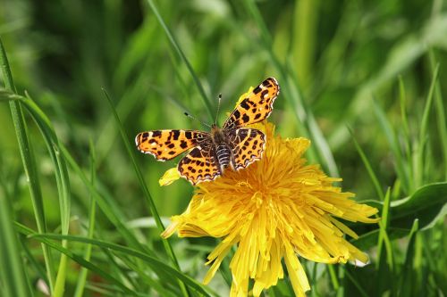 butterfly edelfalter c falter