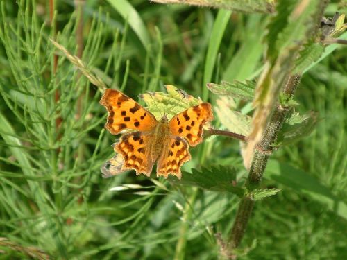 butterfly dover kent