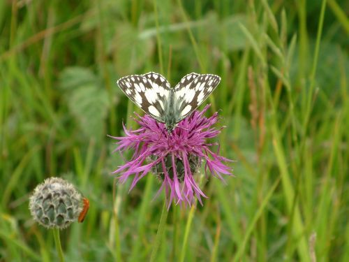 butterfly on a thistle kent