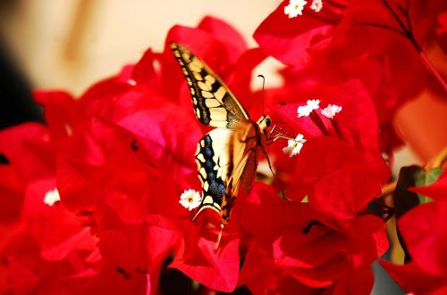 butterfly insect colorful