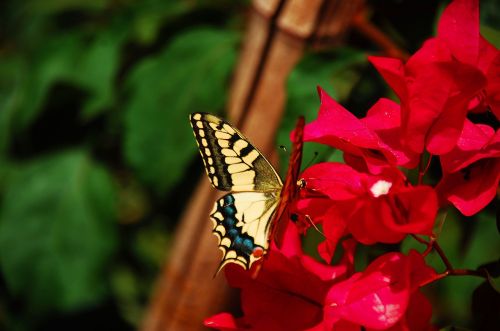 butterfly insect colorful