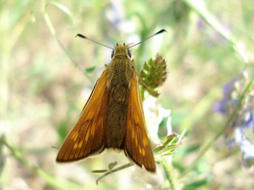 butterfly nature animals