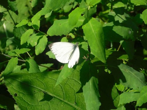 butterfly leaves green