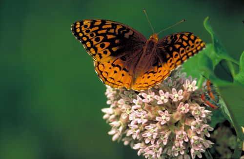 butterfly spangled fritillary great