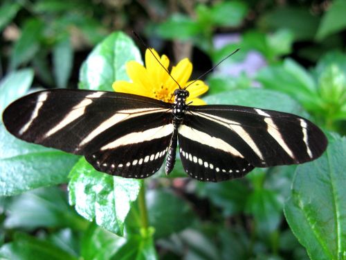 butterfly nature insect