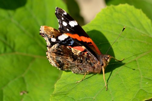 butterfly coloring leaf