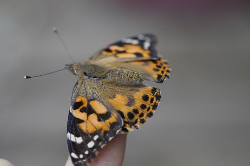 butterfly finger hand