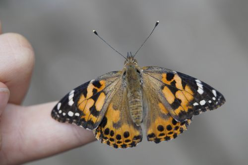 butterfly finger hand