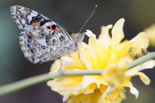 butterfly painted lady close