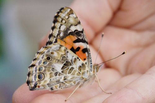 butterfly painted lady close
