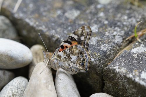 butterfly painted lady edelfalter