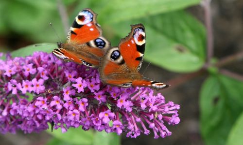 butterfly påfågelsöga butterfly bush